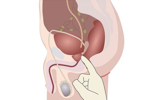männlech Prostata Anatomie